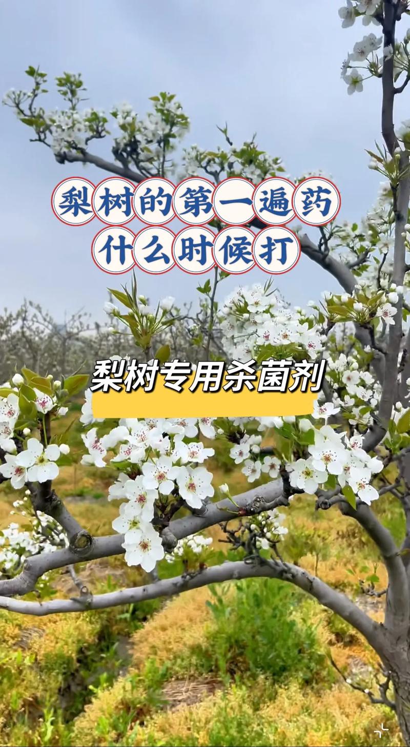 梨树卡点撤销时间及梨树种植防治技术要点