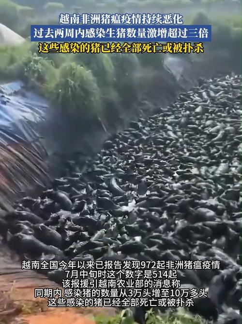 警惕！越南洪水致鸭入广西，其非瘟超200万头生猪感染